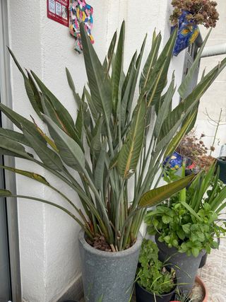Planta Ave del Paraíso Strelitzia reginae
