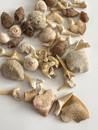 Lote de Fósiles