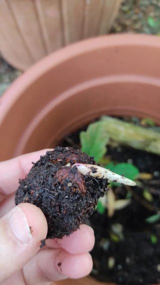 Semillas  Nogal negro germinados dos ver