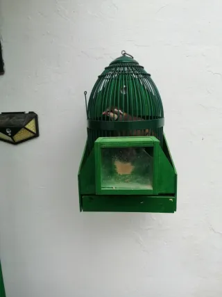 Jaula verde para pájaros