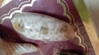 Conchiglie naturali decorative