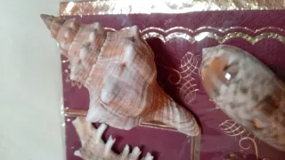 Conchiglie naturali decorative