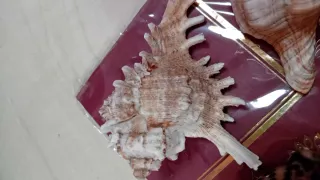 Conchiglie naturali decorative