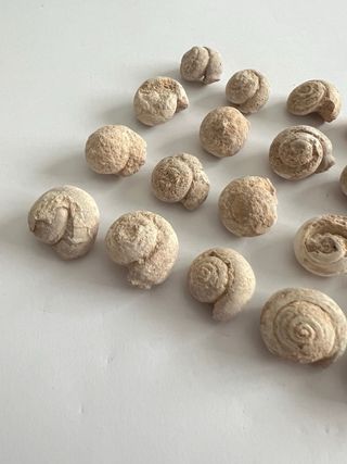 Fósiles de calcita - Caracoles marinos