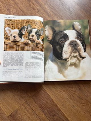 COLECCION ENCICLOPEDIA PERROS