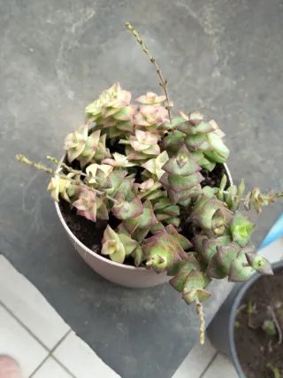 Planta Suculenta Poco Riego