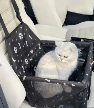 Seggiolino auto per cani taglia piccola/media