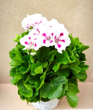 2 plantas de Pelargonio