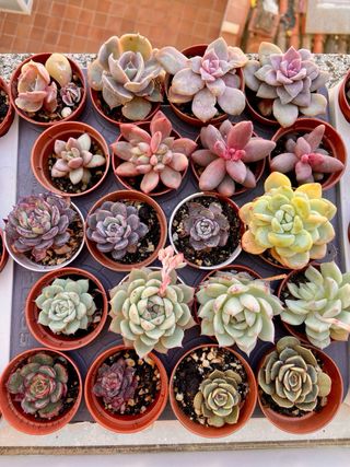 Echeveria Alienor Suculenta