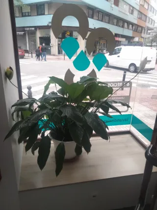 Lavandería autoservicio