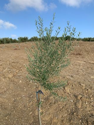 Se venden olivos Alfalfarra (1.5 fanegas).