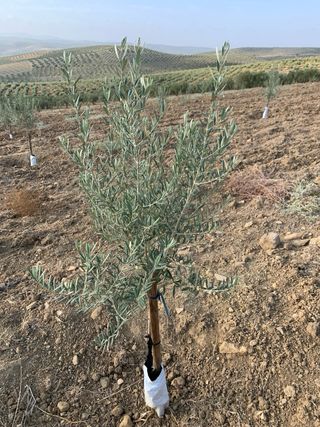 Se venden olivos Alfalfarra (1.5 fanegas).