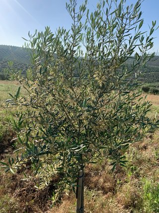 Se venden olivos Alfalfarra (1.5 fanegas).
