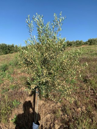 Se venden olivos Alfalfarra (1.5 fanegas).