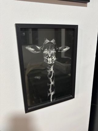 Quadri Zebra e Giraffa in Bianco e Nero