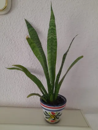 Planta Sansevieria en maceta de barro