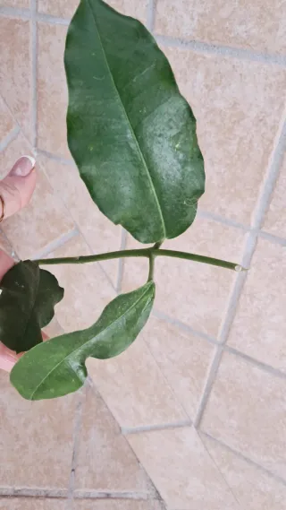 Hoya Imperialis - Fiori Rossi 30cm