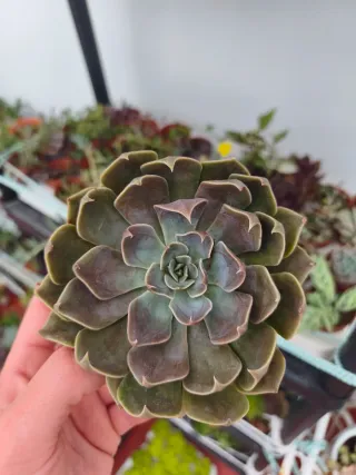 Echeveria linda jeans o rejoice