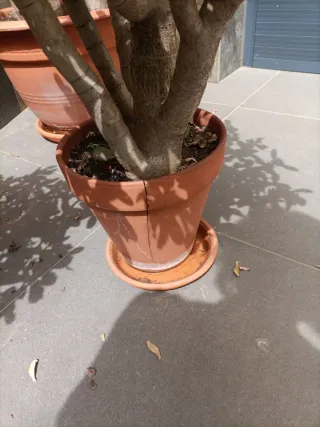 Arbusto Jade en maceta.Crassula ovata