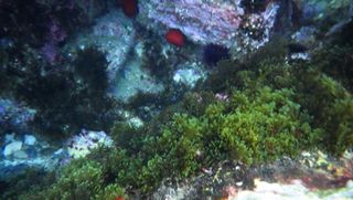 Cámara Digital Ricoh WG-60