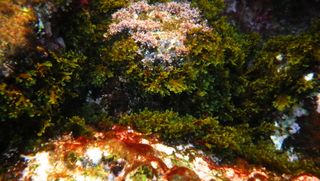 Cámara Digital Ricoh WG-60