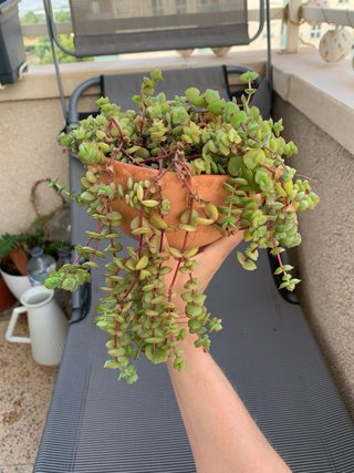 Crassula pellucida corazon planta