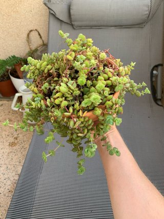 Crassula pellucida corazon planta