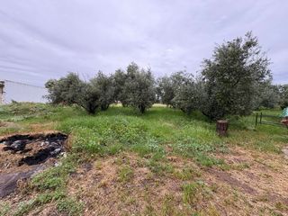 Campo Cerca de andujar con olivos y pozo