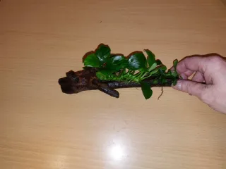 Anubia Nana en tronco