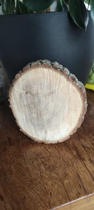 2 Rodajas de Roble Seco