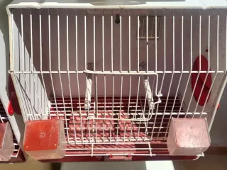 Jaulas de concurso para pájaros