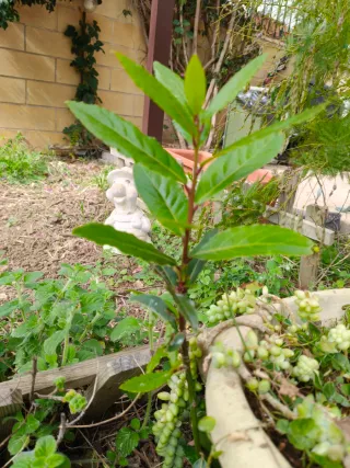 Pianta di Alloro