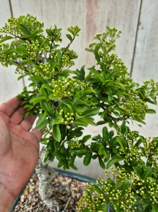 Bonsái Pyracantha Mac Verde