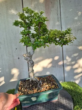 Bonsái Pyracantha Mac Verde