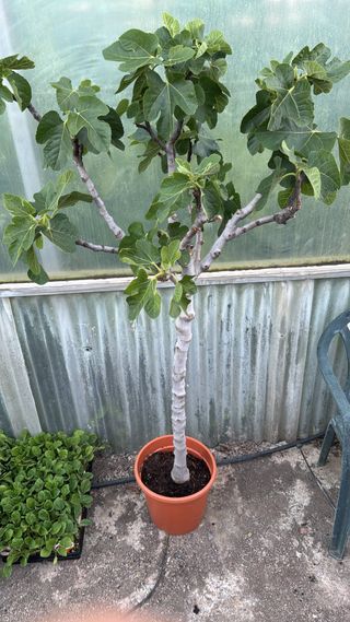 Planta de higuera en maceta