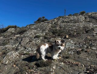 Excursiones caninas