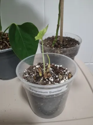 Lote 3 plantas de interior