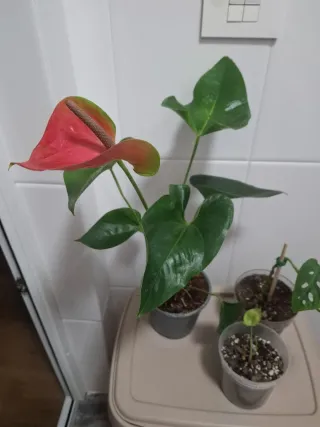 Lote 3 plantas de interior