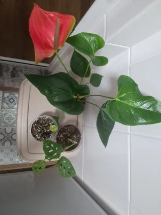 Lote 3 plantas de interior