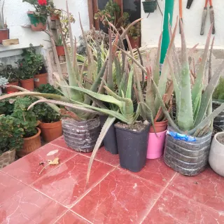 Plantas de Aloe Vera en maceta