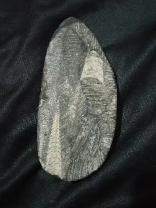 Fósil Orthoceras espectacular