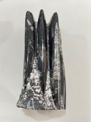 Fósil Orthocera Marina