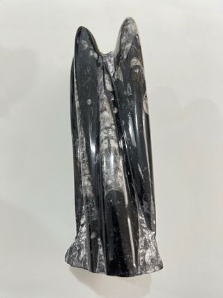 Fósil Orthocera Marina