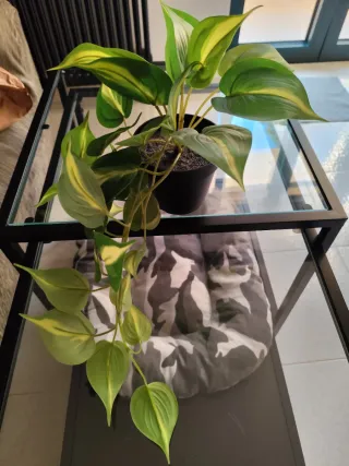 Pianta finta Ikea verde e bianca