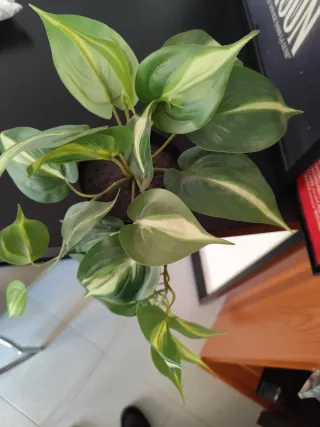 Pianta finta Ikea verde e bianca