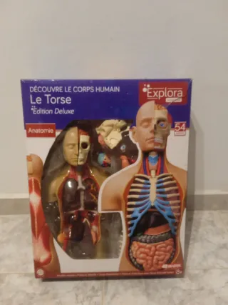 Torso humano anatomía 54 Piezas frances ingles