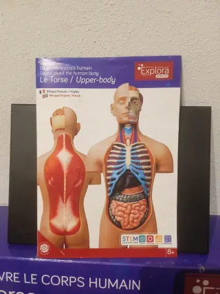 Torso humano anatomía 54 Piezas frances ingles