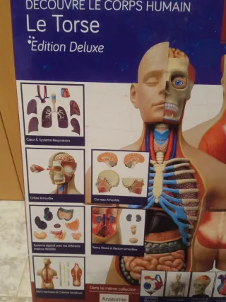 Torso humano anatomía 54 Piezas frances ingles