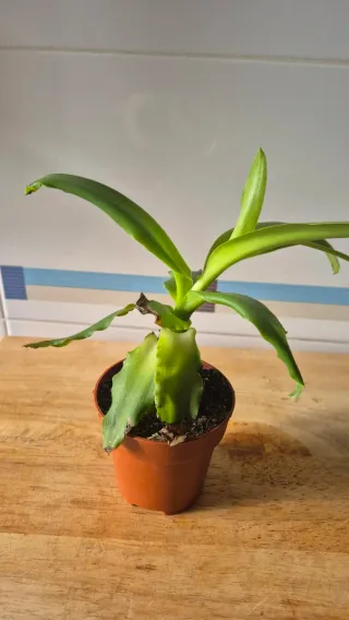 Velthemia planta suculenta