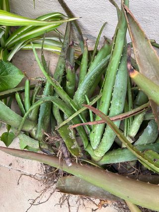 Planta Aloe Vera regalo